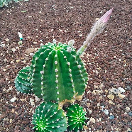 Eucaliptos בית נופש Fasnia